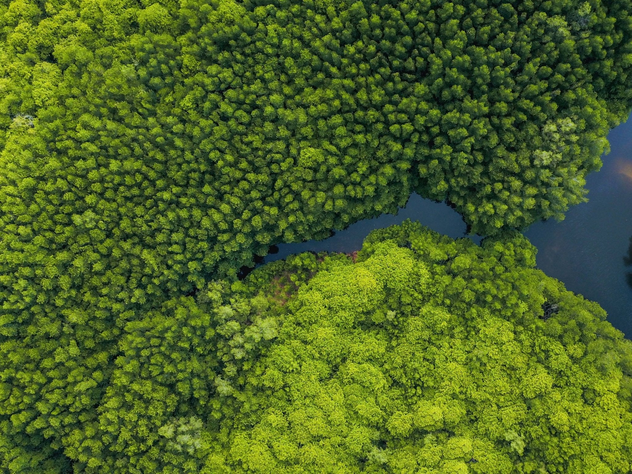 Carbon Offsets: How you are helping us fight climate change. - Passion Lilie