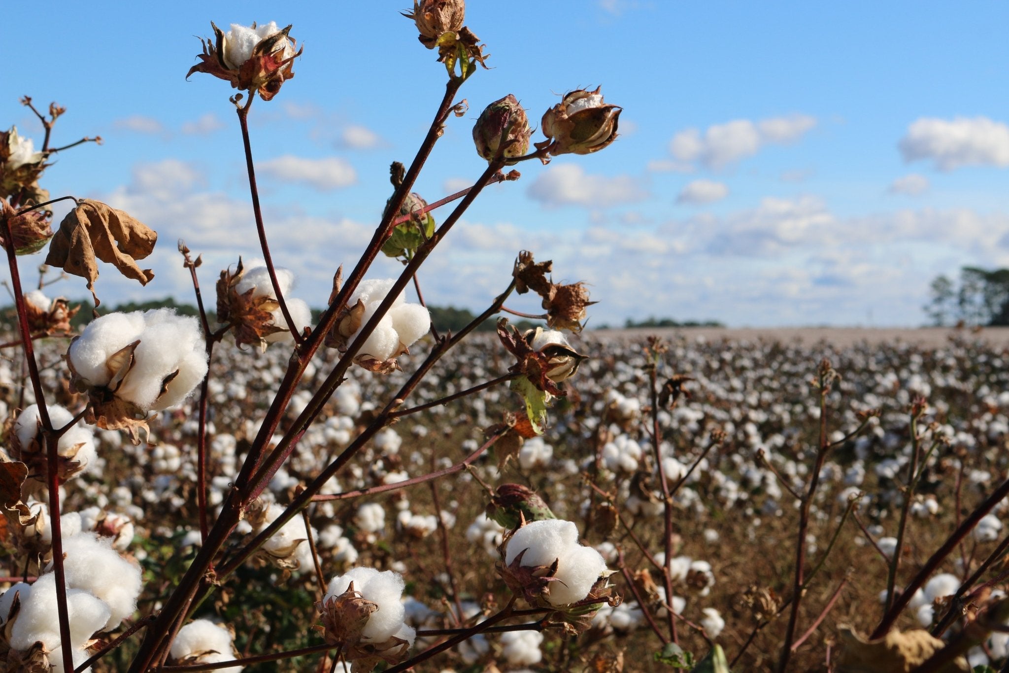 Why Passion Lilie Supports Indian Farmers and the Recent Cotton Price Hikes - Passion Lilie